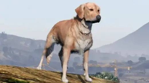 Labrador Retriever