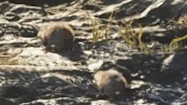 Beaver reference comparison image