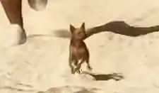 Chihuahua reference comparison image