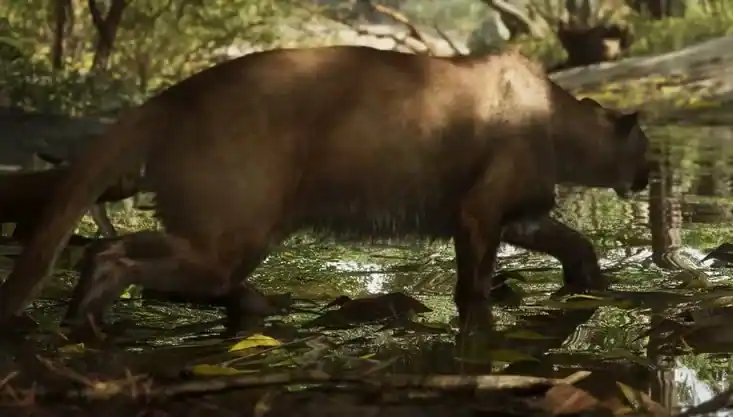 Cougar / Florida Panther reference comparison image