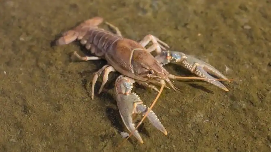 Crayfish reference comparison image