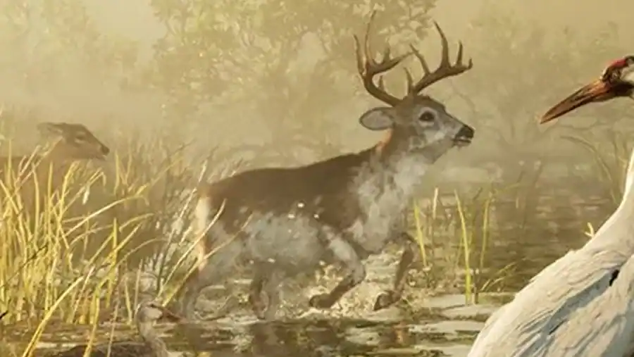Deer reference comparison image