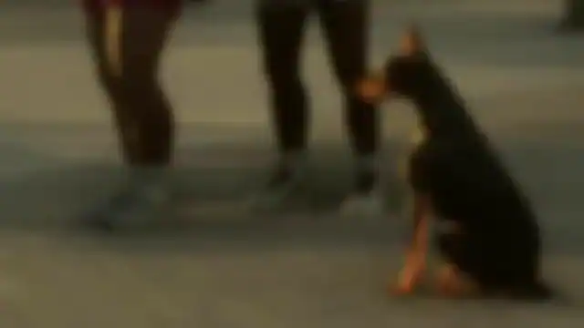 Doberman reference comparison image