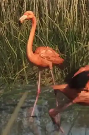 Flamingo reference comparison image