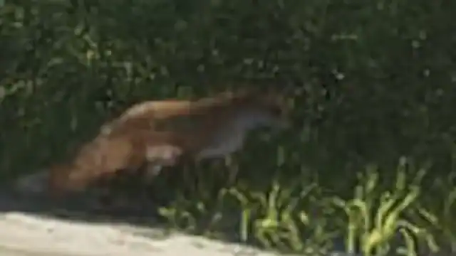 Fox reference comparison image
