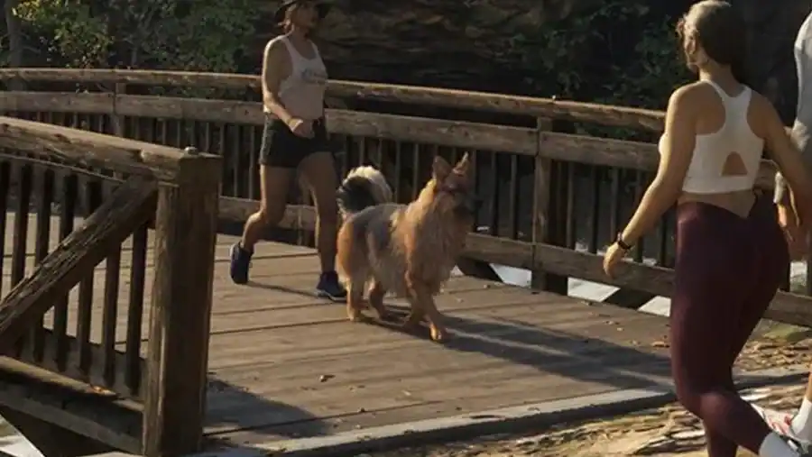German Shepherd reference comparison image