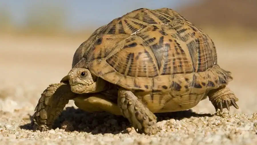 Land Turtle reference comparison image