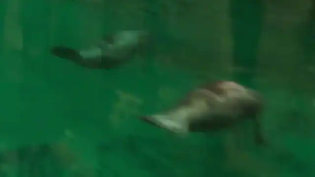 Manatee reference comparison image