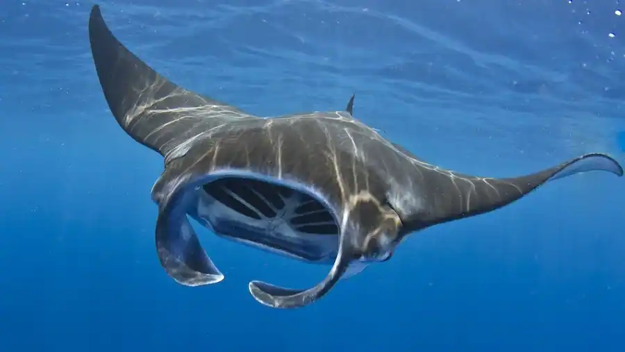 Manta Ray reference comparison image