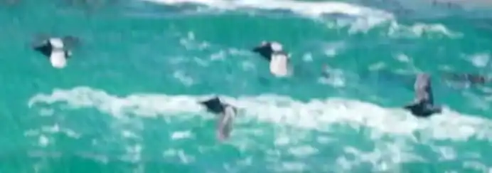 Pelican reference comparison image