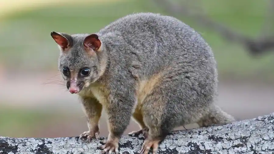 Possum reference comparison image