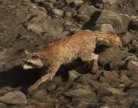 Raccoon reference comparison image