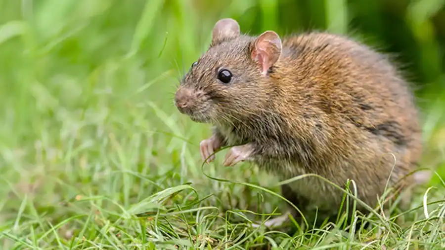 Rat reference comparison image