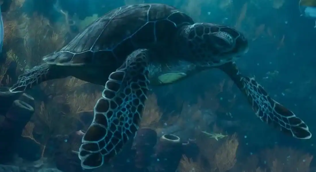 Sea Turtle reference comparison image