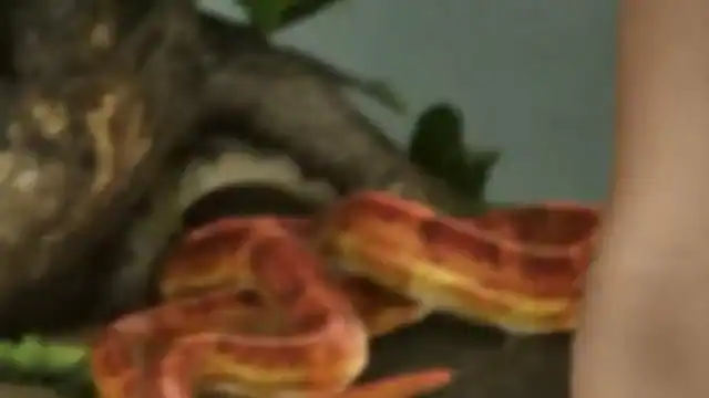 Snake reference comparison image